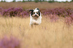 rennender Tibet-Terrier