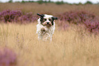 rennender Tibet-Terrier