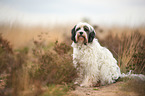 sitzender Tibet-Terrier