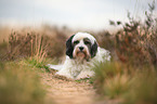 liegender Tibet-Terrier