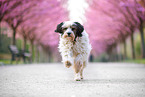 rennender Tibet-Terrier