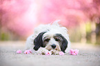 liegender Tibet-Terrier