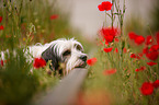 liegender Tibet-Terrier