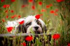 liegender Tibet-Terrier