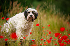 Tibet-Terrier