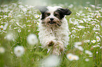 rennender Tibet-Terrier