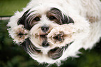 liegender Tibet-Terrier