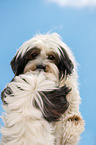 Tibet-Terrier mit Spiegelbild