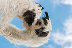 Tibet-Terrier mit Spiegelbild