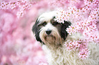 Tibet-Terrier Portrait