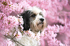 Tibet-Terrier Portrait