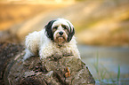 liegender Tibet-Terrier