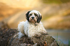 liegender Tibet-Terrier