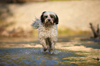 rennender Tibet-Terrier