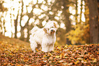 Tibet-Terrier im Herbstlaub