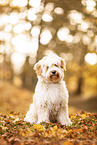 Tibet-Terrier im Herbstlaub