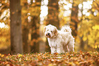 Tibet-Terrier im Herbstlaub