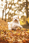 Tibet-Terrier im Herbstlaub