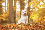 Tibet-Terrier im Herbstlaub