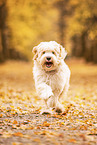 Tibet-Terrier im Herbstlaub