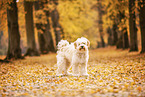 Tibet-Terrier im Herbstlaub