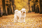 Tibet-Terrier im Herbstlaub