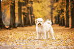 Tibet-Terrier im Herbstlaub