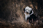 Tibet-Terrier im Herbst