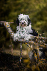 Tibet-Terrier im Sommer
