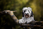 Tibet-Terrier im Sommer