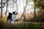 Tibet-Terrier im Sommer