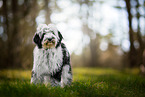 Tibet-Terrier im Sommer