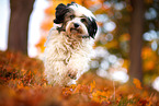 Tibet-Terrier im Herbst