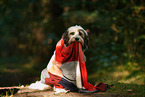 Tibet-Terrier mit Decke