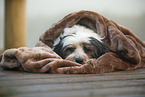 Tibet-Terrier mit Decke