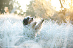 Tibet-Terrier im Winter