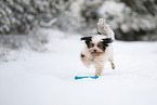 Tibet-Terrier im Winter