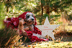 Tibet-Terrier mit Weihnachtsdeko