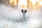 Tibet-Terrier auf der Wiese