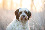 Tibet-Terrier auf der Wiese