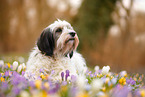 Tibet-Terrier im Frühling