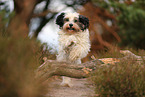 tricolour Tibet-Terrier