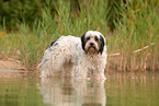 tricolour Tibet-Terrier