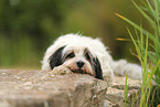 tricolour Tibet-Terrier