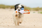 tricolour Tibet-Terrier