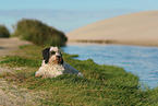 tricolour Tibet-Terrier