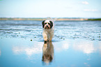 tricolour Tibet-Terrier