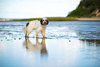 tricolour Tibet-Terrier