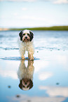 tricolour Tibet-Terrier