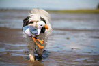 tricolour Tibet-Terrier